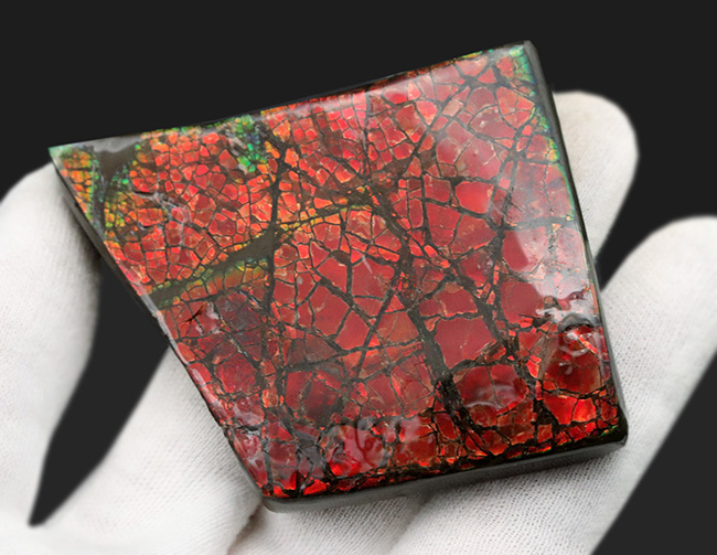 レッドドラゴンスキン!最長部65ミリ!遊色アンモナイトの王様、カナダ産のアンモ”ラ”イト(Ammolite)の大型ピース(その5)