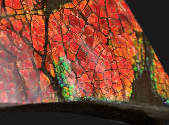 レッドドラゴンスキン!最長部65ミリ!遊色アンモナイトの王様、カナダ産のアンモ”ラ”イト(Ammolite)の大型ピース(その6)