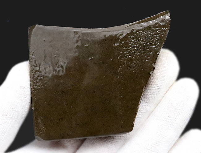 レッドドラゴンスキン!最長部65ミリ!遊色アンモナイトの王様、カナダ産のアンモ”ラ”イト(Ammolite)の大型ピース(その8)