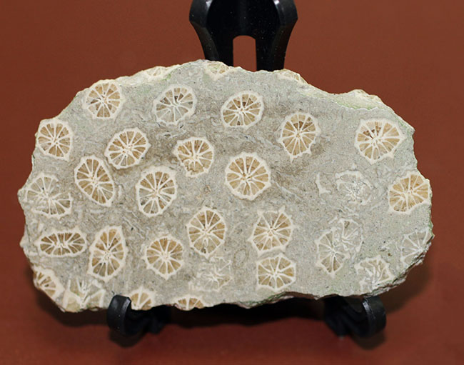 ポリプの保存状態が抜群！隔壁の輪切りがよく見える！古代のイシサンゴの化石（その11）