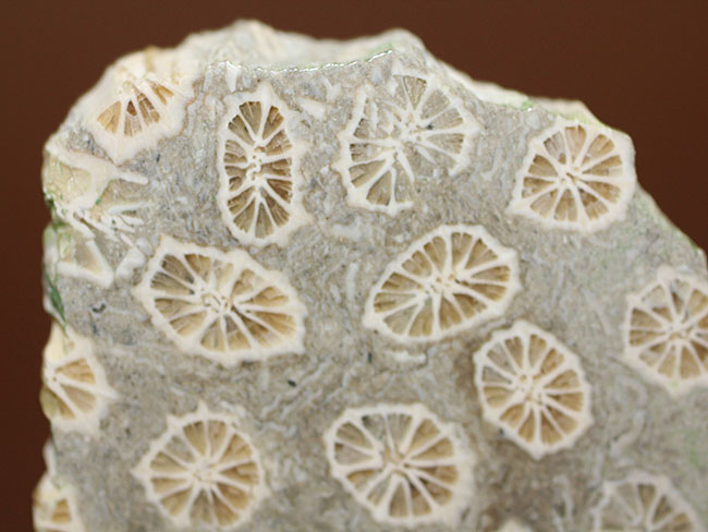 ポリプの保存状態が抜群!隔壁の輪切りがよく見える!古代のイシサンゴの化石(その2)