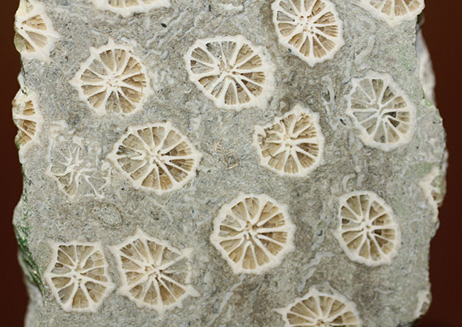 ポリプの保存状態が抜群！隔壁の輪切りがよく見える！古代のイシサンゴの化石（その3）