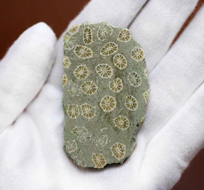 ポリプの保存状態が抜群!隔壁の輪切りがよく見える!古代のイシサンゴの化石(その6)