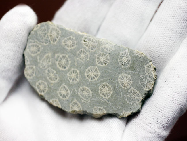 ポリプの保存状態が抜群!隔壁の輪切りがよく見える!古代のイシサンゴの化石(その8)