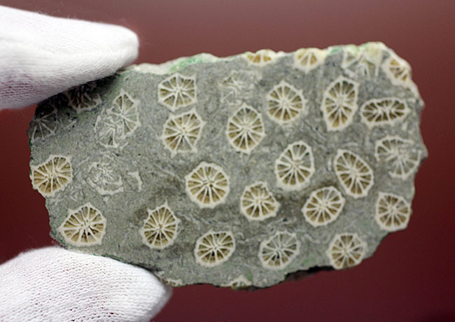 ポリプの保存状態が抜群!隔壁の輪切りがよく見える!古代のイシサンゴの化石(その9)