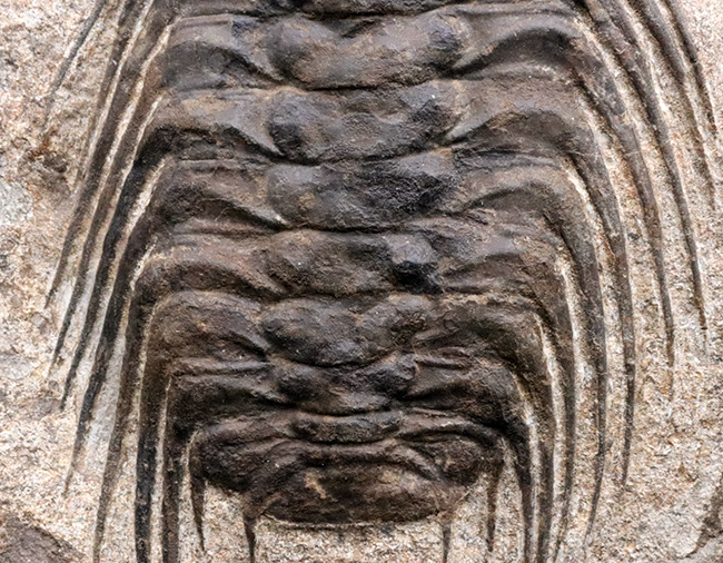 メガサイズ＆ヘビー！スーパーレア！三葉虫オドントプルーラ目のスター