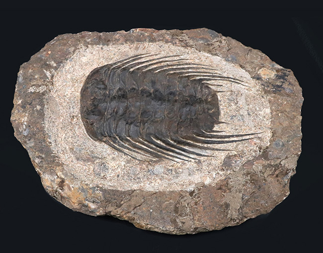 三葉虫 化石 Selenopeltis セレノペルティス ジオコマ 1344