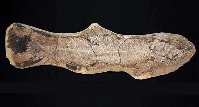 サンタナフォーメーションの主（ぬし）、白亜紀に実在した肉食古代魚、カラモプレウルスの全身化石。ブラジル・セアラ州産。（その1）