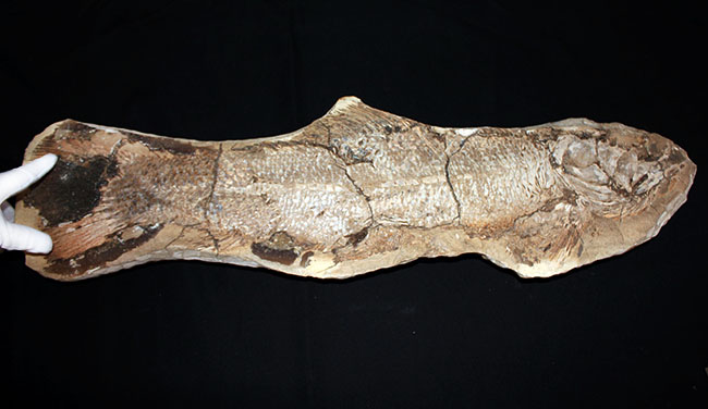 サンタナフォーメーションの主（ぬし）、白亜紀に実在した肉食古代魚、カラモプレウルスの全身化石。ブラジル・セアラ州産。（その10）