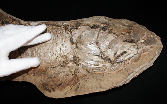 サンタナフォーメーションの主（ぬし）、白亜紀に実在した肉食古代魚、カラモプレウルスの全身化石。ブラジル・セアラ州産。（その11）