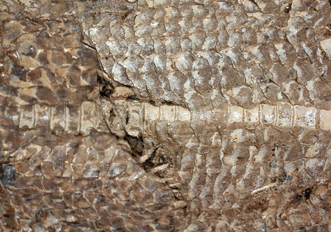 サンタナフォーメーションの主（ぬし）、白亜紀に実在した肉食古代魚、カラモプレウルスの全身化石。ブラジル・セアラ州産。（その12）