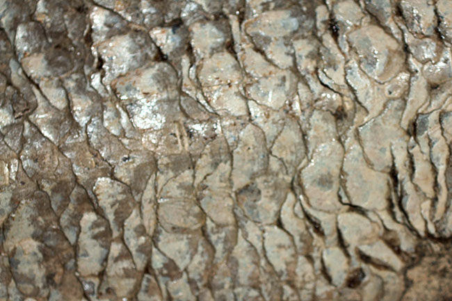サンタナフォーメーションの主（ぬし）、白亜紀に実在した肉食古代魚、カラモプレウルスの全身化石。ブラジル・セアラ州産。（その14）