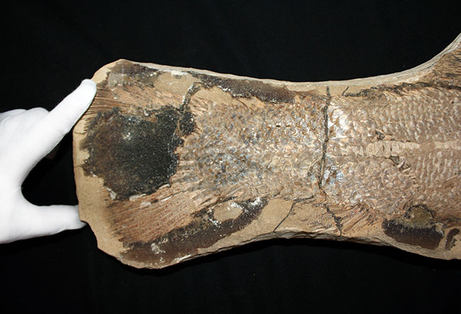 サンタナフォーメーションの主（ぬし）、白亜紀に実在した肉食古代魚、カラモプレウルスの全身化石。ブラジル・セアラ州産。（その16）