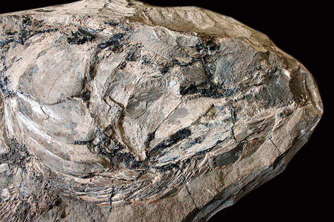 サンタナフォーメーションの主（ぬし）、白亜紀に実在した肉食古代魚、カラモプレウルスの全身化石。ブラジル・セアラ州産。（その17）