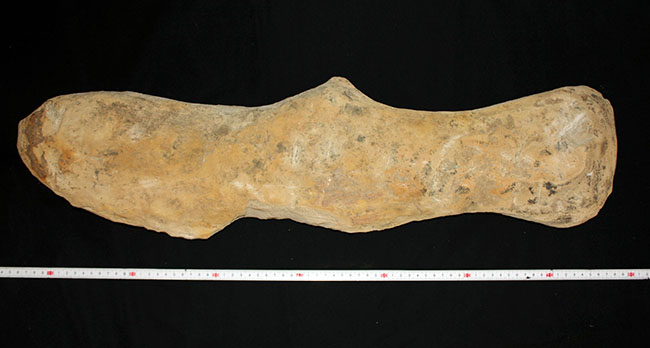 サンタナフォーメーションの主（ぬし）、白亜紀に実在した肉食古代魚、カラモプレウルスの全身化石。ブラジル・セアラ州産。（その18）