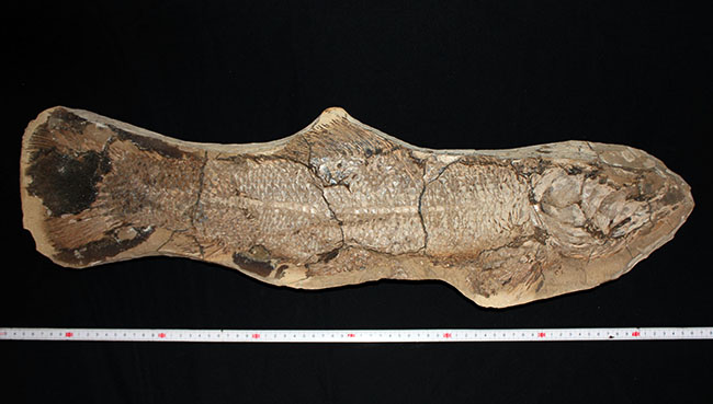 サンタナフォーメーションの主（ぬし）、白亜紀に実在した肉食古代魚、カラモプレウルスの全身化石。ブラジル・セアラ州産。（その19）