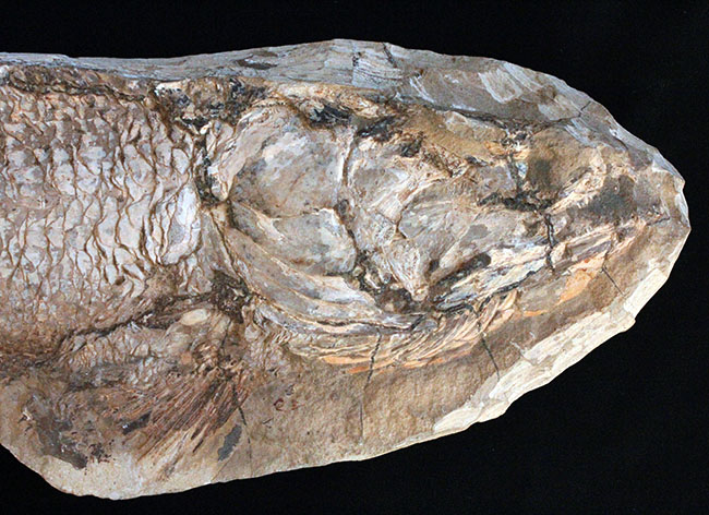 サンタナフォーメーションの主（ぬし）、白亜紀に実在した肉食古代魚、カラモプレウルスの全身化石。ブラジル・セアラ州産。（その2）