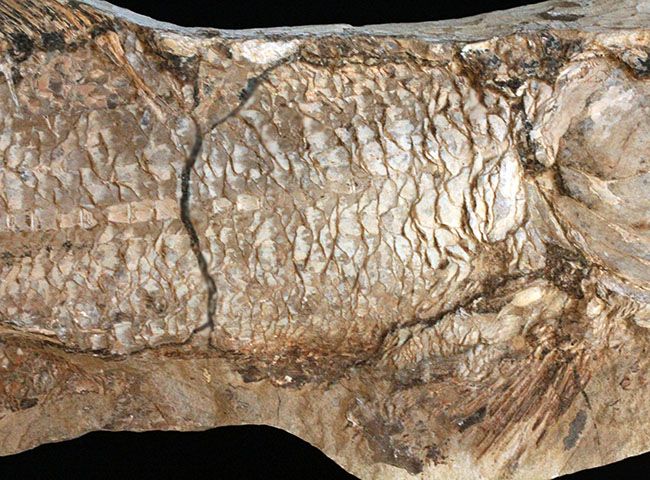 サンタナフォーメーションの主（ぬし）、白亜紀に実在した肉食古代魚、カラモプレウルスの全身化石。ブラジル・セアラ州産。（その3）