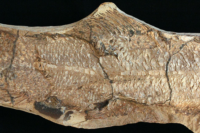 サンタナフォーメーションの主（ぬし）、白亜紀に実在した肉食古代魚、カラモプレウルスの全身化石。ブラジル・セアラ州産。（その4）