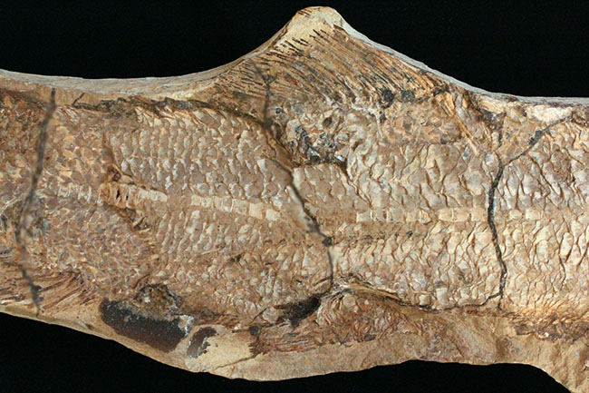 サンタナフォーメーションの主(ぬし)、白亜紀に実在した肉食古代魚、カラモプレウルスの全身化石。ブラジル・セアラ州産。(その4)