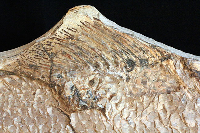 サンタナフォーメーションの主（ぬし）、白亜紀に実在した肉食古代魚、カラモプレウルスの全身化石。ブラジル・セアラ州産。（その5）