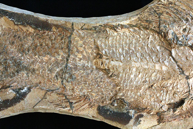 サンタナフォーメーションの主（ぬし）、白亜紀に実在した肉食古代魚、カラモプレウルスの全身化石。ブラジル・セアラ州産。（その6）
