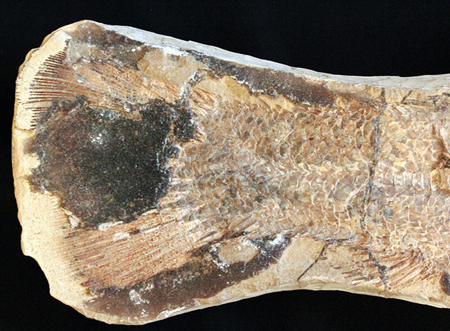 サンタナフォーメーションの主（ぬし）、白亜紀に実在した肉食古代魚、カラモプレウルスの全身化石。ブラジル・セアラ州産。（その7）