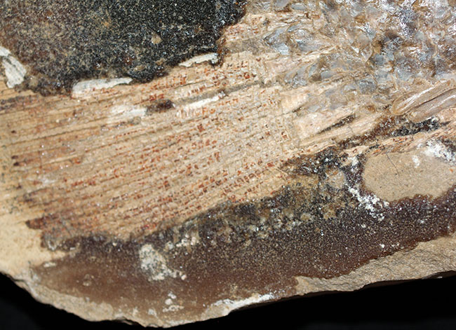 サンタナフォーメーションの主（ぬし）、白亜紀に実在した肉食古代魚、カラモプレウルスの全身化石。ブラジル・セアラ州産。（その9）