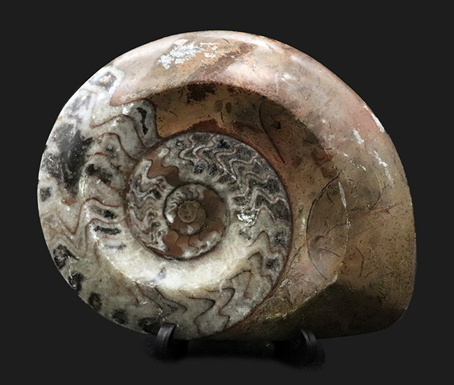 直径最大部１３センチに達する大判標本！アンモナイトの祖先として知られるゴニアタイト（Goniatite）の化石（その1）