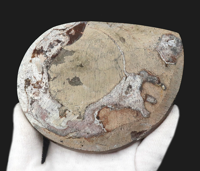 直径最大部１３センチに達する大判標本！アンモナイトの祖先として知られるゴニアタイト（Goniatite）の化石（その4）