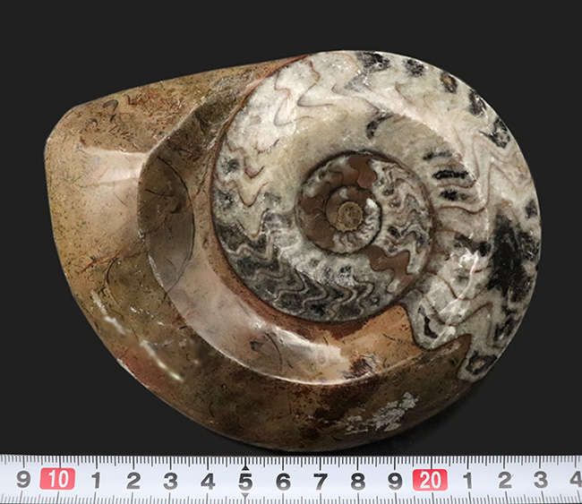 直径最大部１３センチに達する大判標本！アンモナイトの祖先として知られるゴニアタイト（Goniatite）の化石（その6）