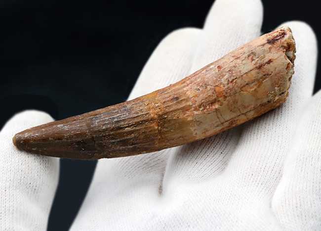 形良し、サイズ良し、状態良し、3点揃ったおすすめのスピノサウルス(Spinosaurus)の歯化石(その3)