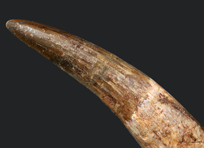 形良し、サイズ良し、状態良し、3点揃ったおすすめのスピノサウルス(Spinosaurus)の歯化石(その4)