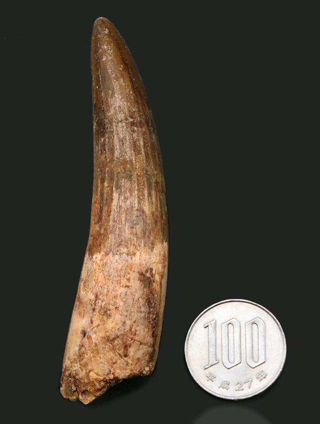 形良し、サイズ良し、状態良し、3点揃ったおすすめのスピノサウルス(Spinosaurus)の歯化石(その7)