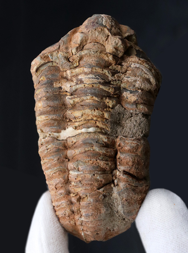 古型の大型三葉虫、ディアカリメネ・ウーズレグイ（Diacalymene ouzregui）の化石（その1）