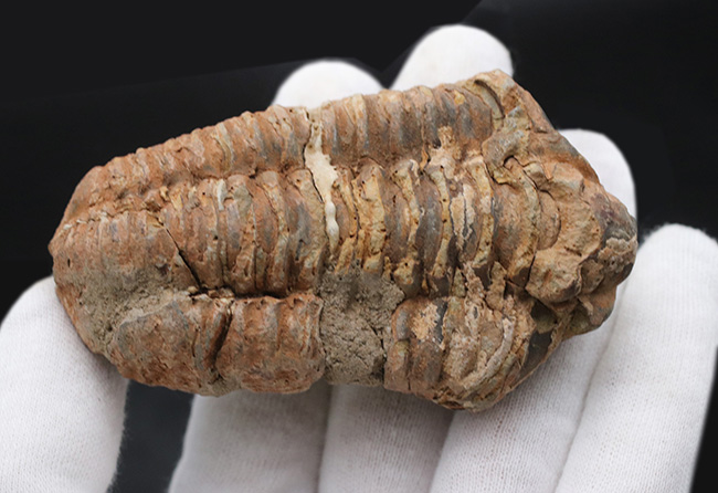 古型の大型三葉虫、ディアカリメネ・ウーズレグイ（Diacalymene ouzregui）の化石（その2）