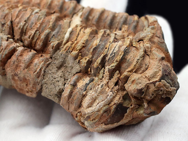 古型の大型三葉虫、ディアカリメネ・ウーズレグイ(Diacalymene ouzregui)の化石(その3)