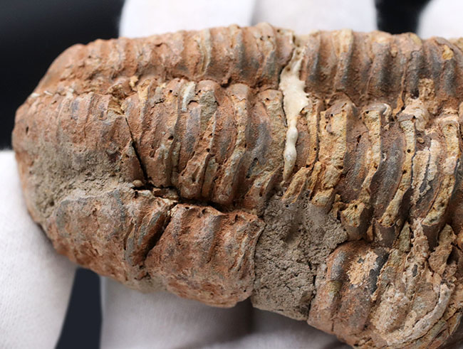 古型の大型三葉虫、ディアカリメネ・ウーズレグイ（Diacalymene ouzregui）の化石（その4）