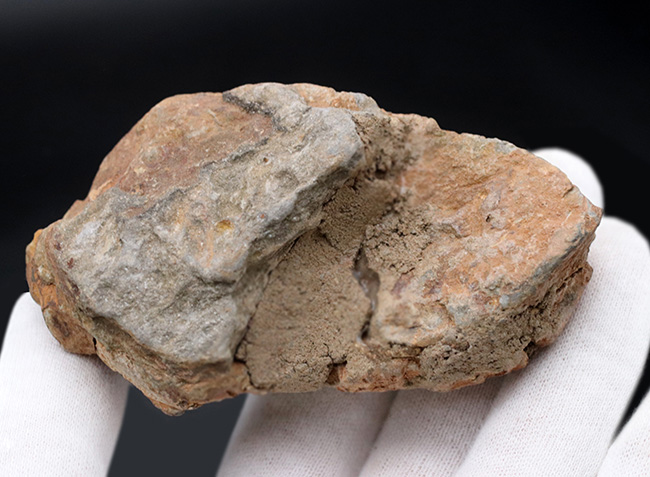 古型の大型三葉虫、ディアカリメネ・ウーズレグイ（Diacalymene ouzregui）の化石（その5）