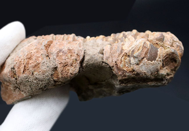古型の大型三葉虫、ディアカリメネ・ウーズレグイ（Diacalymene ouzregui）の化石（その6）