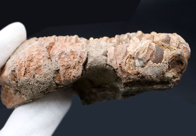 古型の大型三葉虫、ディアカリメネ・ウーズレグイ(Diacalymene ouzregui)の化石(その6)