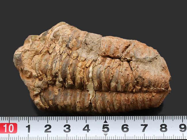 古型の大型三葉虫、ディアカリメネ・ウーズレグイ(Diacalymene ouzregui)の化石(その7)