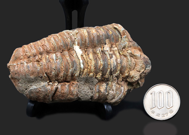 古型の大型三葉虫、ディアカリメネ・ウーズレグイ（Diacalymene ouzregui）の化石（その8）