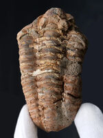 古型の大型三葉虫、ディアカリメネ・ウーズレグイ（Diacalymene ouzregui）の化石