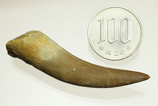 美麗品、首長竜プレシオサウルスの歯化石（その18）
