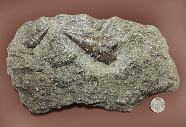 熱帯を示す示相化石、ビカリアのマルチプレート化石。母岩付き素晴らしい産状！（その10）