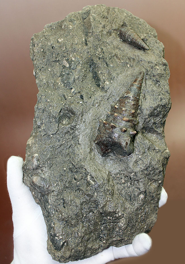 熱帯を示す示相化石、ビカリアのマルチプレート化石。母岩付き素晴らしい産状！（その3）