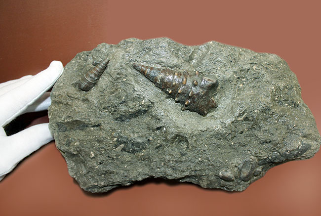 卵の化石 殻付き 母岩付き 三葉虫 化石 かわいいミニ化石 母岩付き | Pay ID