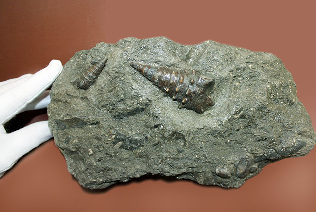 熱帯を示す示相化石、ビカリアのマルチプレート化石。母岩付き素晴らしい産状！（その4）