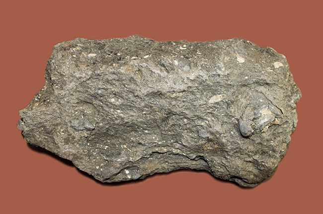 熱帯を示す示相化石、ビカリアのマルチプレート化石。母岩付き素晴らしい産状！（その5）
